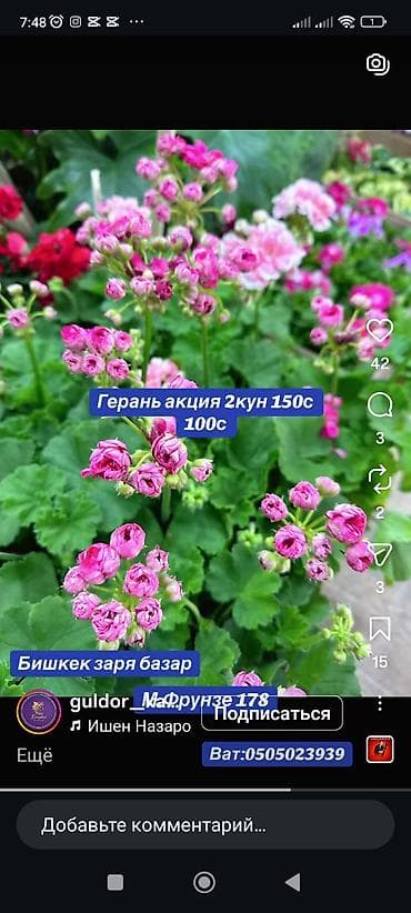 махровый: Герань (пеларгония) с махровыми розовыми соцветиями. Компактные — 1