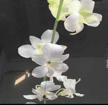 потолок гипсокартон: Натяжной потолок Глянцевое, Матовое, 3D потолки — 19