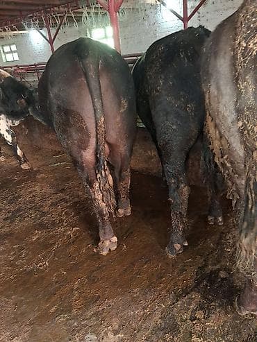 рабочий конь: Продаю | Бык (самец) | Абердин-ангус | На откорм | Искусственник — 2