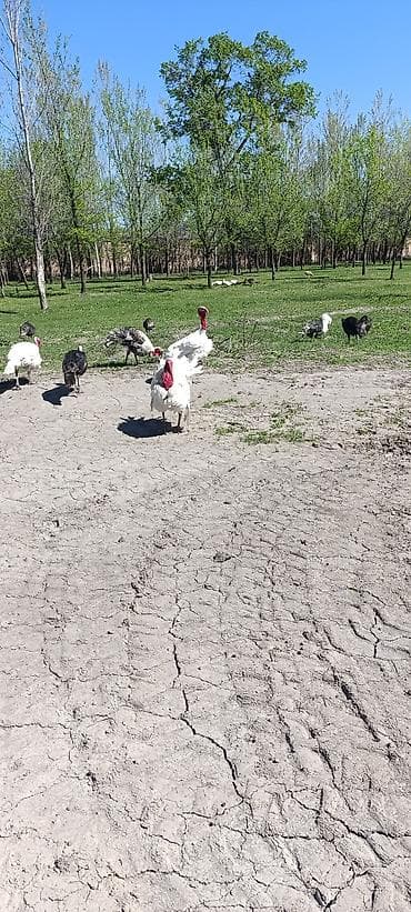 Продаю | Индюшка (самка) at lalafo.kg Продаю | Индюшка (самка)