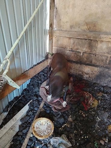 зоомагазин бишкек с животными: Питбуль, 7 месяцев, Самка, С прививкой — 3