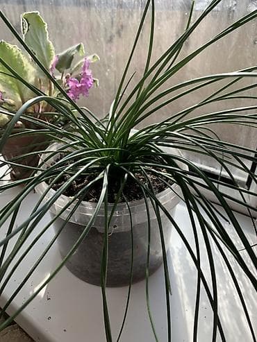 Бөлмө розалары: Фиалка (сенполия) с пестрыми бархатистыми листьями и крупными — 4