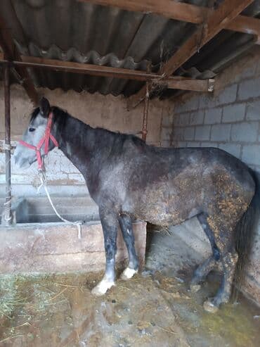 абиссинский кот: Продаю | Кобыла (самка) | Для разведения, Для молока, Рабочий — 10