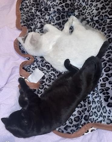 волер: Ласковые домашние кошки — идеальные компаньоны для дома. - Окрас — 4