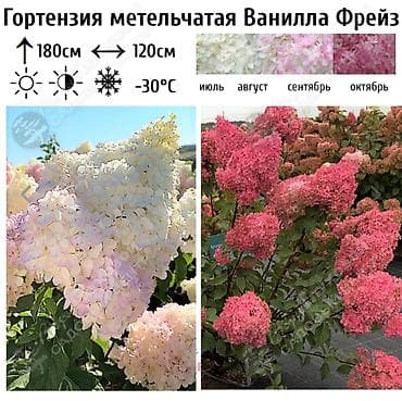 азотная: Саженцы — 3