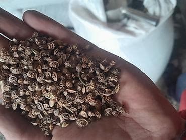 кебек отруби: Эспарцет эспарцет эспарцет эспарцет урук дрставка Бишкек Кара балта — 1