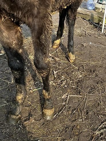 Индюки: Продаю | Жеребенок | Для разведения — 4