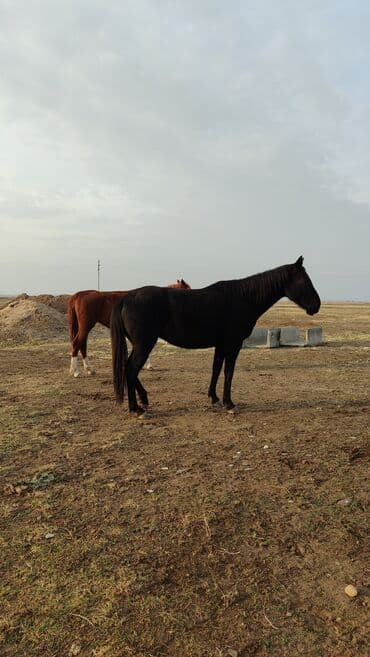 домик для кроликов: Продаю | Кобыла (самка), Конь (самец), Жеребец | Для разведения | Племенные — 1