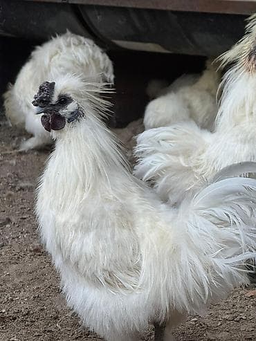 продам индоуток: Продаю | Куры, Петух — 3