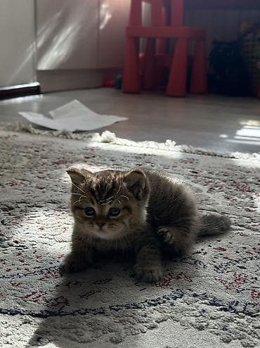 Мышыктар: Скотиш Страйт (Шотландиялык тик кулактуу), 1 айлык, Эркек, Шоколад, Лотокко барууга үйрөтүлгөн — 1