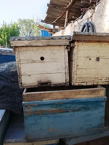 ящик пчела: Пчелиные ульи и комплектующие - Корпусные ульи из дерева, окрашенные — 4