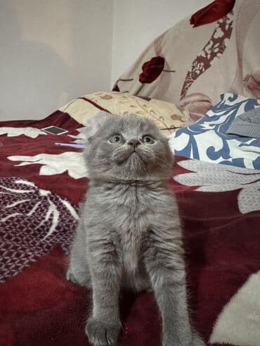 русская голубая длинношерстная кошка: Котята скоттиш-фолд. возраст 1,5 месяца. 3 мальчика, 1 девочка. к — 1