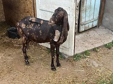 Продаю | Коза (самка) | Камори | Для разведения, Для молока at lalafo.kg Продаю | Коза (самка) | Камори | Для разведения, Для молока