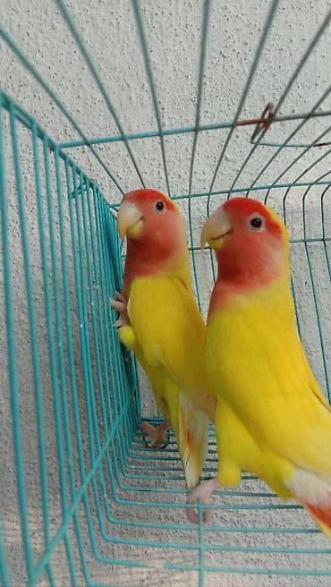 Пара ярких попугаев неразлучников (агапornis). - Окрас