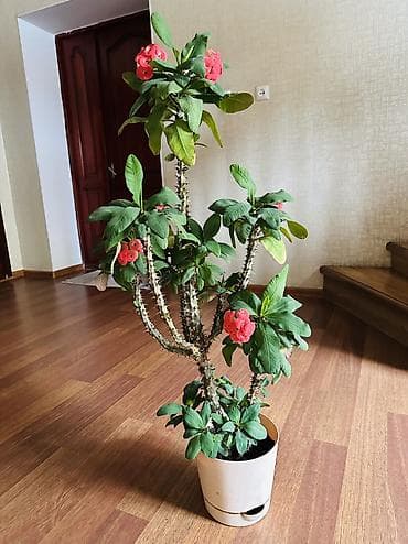 Молочай Милля (Euphorbia milii) в горшке. - Высокий куст на — 3