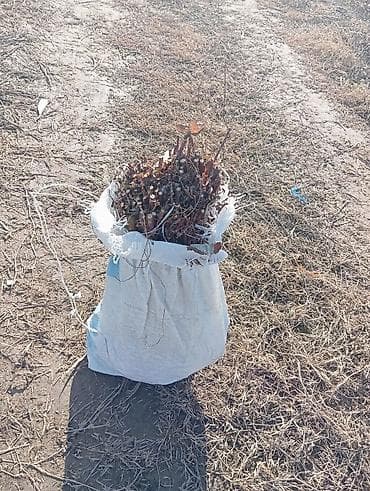 саженцы в оше: Продаю саженцы Малины 
мапема
маравилла — 5