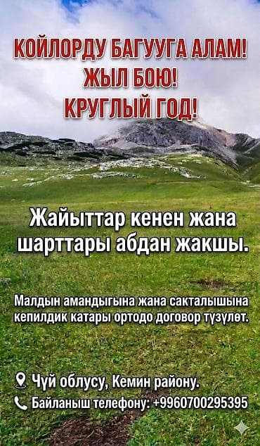 стоимость лошадей: Кошару сдаю в аренду. Пастбище отличные,просторные, Травостой очень — 9