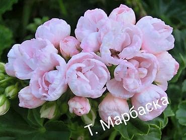 детки бегонии: Комнатные растения — сорта и черенки 1) Сенполия (фиалка) махровая, с — 4