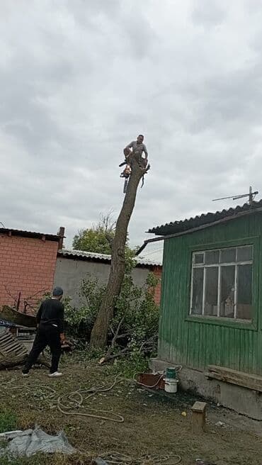 сдаю дом в канте: Тынар. Пильшик по городу, спилю всё Спилю деревья любой сложности — 4
