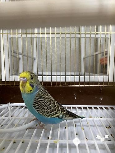 Птицы: Волнистый попугай с комплектом клетки и аксессуаров. Описание: - — 1