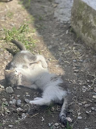 каракол кролик: Отдам в хорошие руки — 2