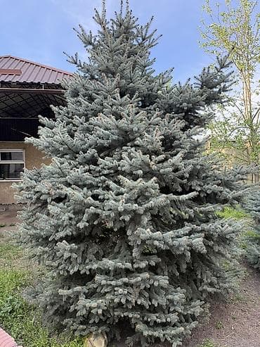 дерев: Срочно ‼️ срочно ‼️ Ель колючая голубая (Picea pungens ‘Glauca’) — — 3