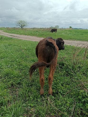 швиц теленок: Продаю | Музоо, торпок | Привязанные — 6