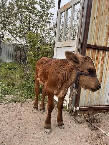 баран меренос: Продаю | Музоо, торпок | Для разведения | Привязанные — 4