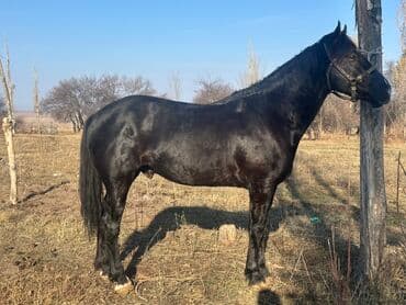 Продаю | Жеребец | Для разведения