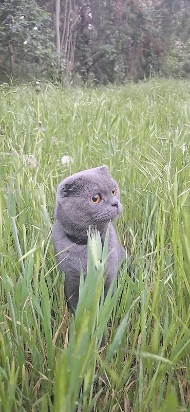 коротколапые коты цена: Вязка: Британская короткошёрстная, Девочка, 2 года, С прививками — 4