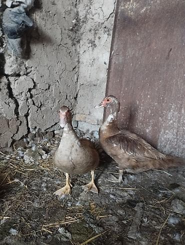 Мускусные утки (индоутки), пара коричневого окраса.ПРАШЛА ГОДНИЕ УТКИ — 5