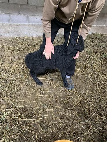 Животные: Продаю | Ягненок | Для разведения | Племенные — 5