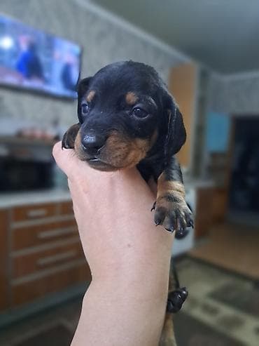 собаки таксы: Щенки таксы ищут любящих хозяев, гладкошерстные, окрас черно-подпалый — 3