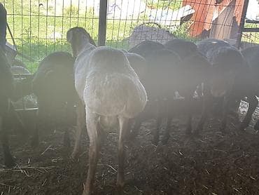 Айыл-чарба жаныбарлары: Сатам | Кочкор (эркек) | Көбөйтүү үчүн | Асыл тукумдуу — 2