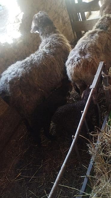 Ветеринар кызматы: Сатам | Ургаачы кой (ургаачы) | Аргын | Көбөйтүү үчүн | Ургаачы — 9