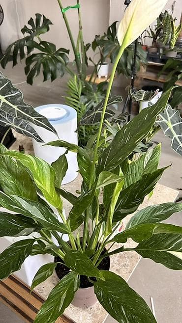 Бөлмө өсүмдүктөрү: Спатифиллум вариегатный (Spathiphyllum) в горшке. - Сорт с мраморной — 2