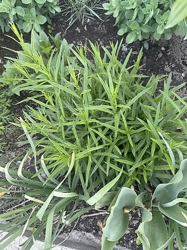 автомойка жумуш: Продаю луковицы тюльпанов, после выгонки! И садовые растения : пионы — 4