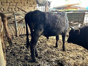 бычки бычок: Продаю | Бык (самец) | Привязанные — 9