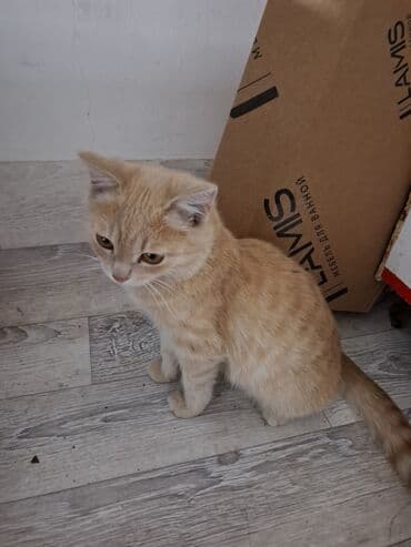 Кошки: Рыжий котёнок с янтарными глазами и полосатым мягким мехом. Окрас — — 2