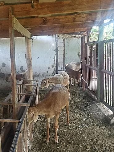 кормушки для животных: Продаю | Овца (самка) | Для разведения | Племенные — 7