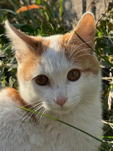 Найден котенок