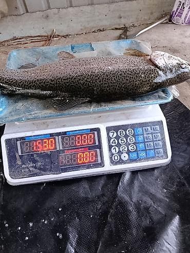 Азык-түлүктөр: Только оптом продаю радужную форель триплоид вес от 900 гр до 1,7 кг — 4