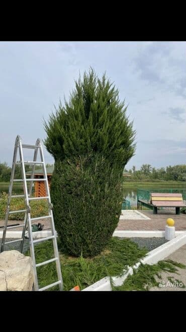 мини леса: Обрезка Плодовых 
Обрезка Хвойных
Делаем Качественно
+Обработка — 9