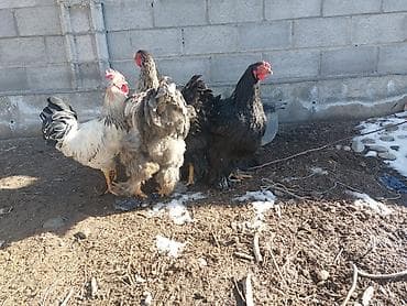 Аквариумы: Продаю | Петух — 6