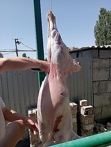 головное мяса: Выезд кой союу — 1