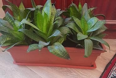 растение для дома и офиса: Только звонить по номеру, в сообщения не отвечаю. Оптом или поштучно — 5