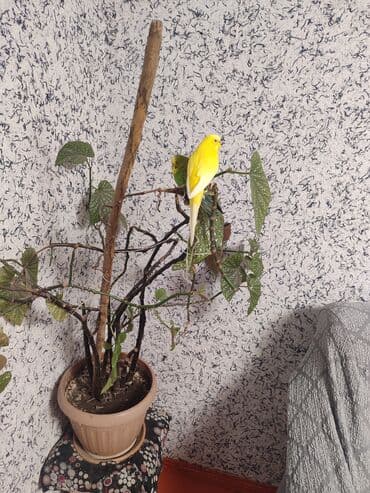 попугай неразлучник цена: --- Продаю пару волнистых попугаев. Самец и самка, возраст около 9 — 28