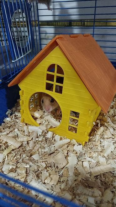 клетки для хомяков большие: Комплект клетка + 2 хомячка, всего за 1500 сом, спешите — 6