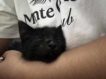 Беспородная, 1 месяц, Девочка, Черный