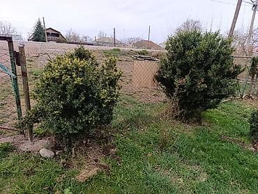 бур земли: Самшит (Buxus sempervirens) — взрослые сформированные кусты ПРОДАЮ С — 1